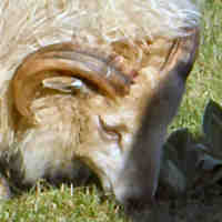 photo of listed lamb