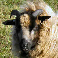 photo of listed lamb