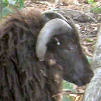 photo of listed lamb