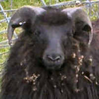 photo of listed lamb