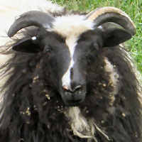 photo of listed lamb