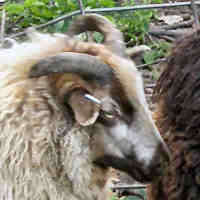 photo of listed lamb