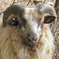 photo of listed lamb