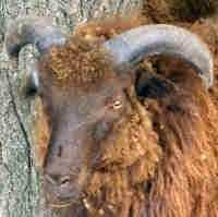 photo of listed lamb