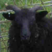 photo of listed lamb