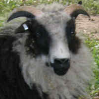 photo of listed lamb