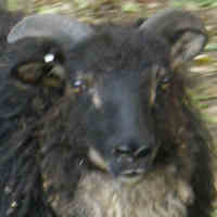 photo of listed lamb