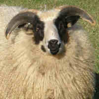 photo of listed lamb