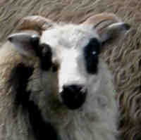 photo of listed lamb