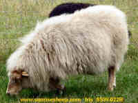 photo of listed ewe