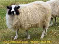 photo of listed ewe