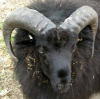 photo of listed ram