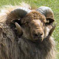 photo of listed ram