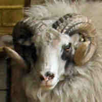 photo of listed lamb