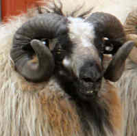 photo of listed lamb