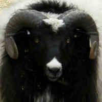 photo of listed lamb