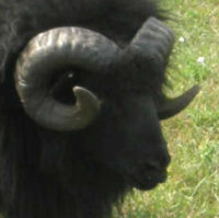 photo of listed lamb