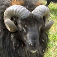 photo of listed lamb