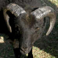 photo of listed lamb