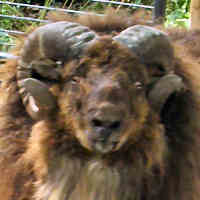 photo of listed lamb