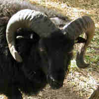 photo of listed ram
