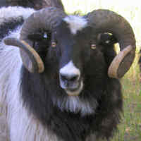 photo of listed lamb