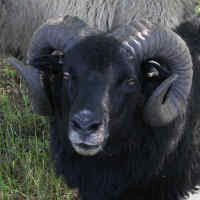 photo of listed lamb