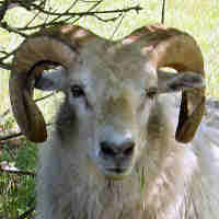 photo of listed lamb