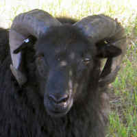 photo of listed lamb