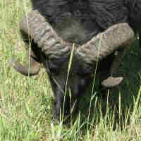 photo of listed lamb