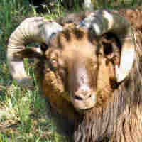 photo of listed lamb