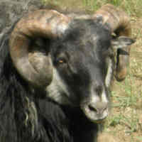 photo of listed lamb