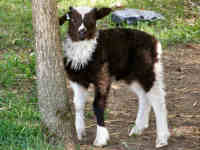 photo of listed lamb