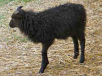 photo of listed lamb