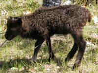 photo of listed lamb