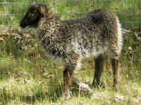 photo of listed lamb