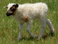 photo of listed lamb