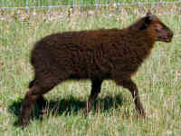 photo of listed lamb