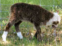 photo of listed lamb