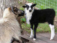 photo of listed lamb