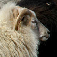 photo of listed ewe