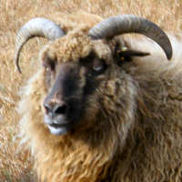 photo of listed ewe
