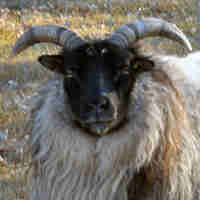 photo of listed ewe