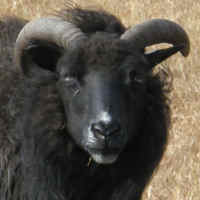 photo of listed ewe
