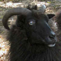 photo of listed ewe