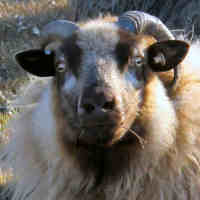 photo of listed ewe