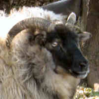 photo of listed ewe
