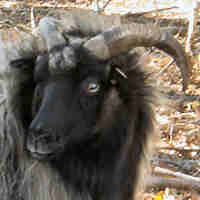 photo of listed ewe