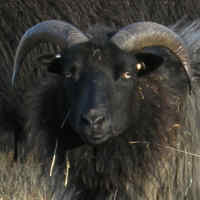 photo of listed ewe