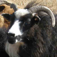 photo of listed ewe